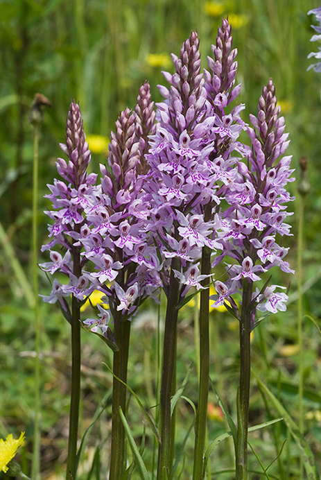 Spotted-orchid_Common_LP0051_27_Howell_Hill